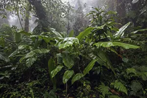 Dense Jungle Trees Prints: Dense vegetation in cloud forest