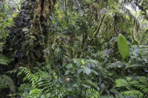 Cloud Forest Prints: Dense vegetation in cloud forest
