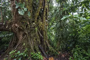 South American Wilderness Prints: Dense vegetation in cloud forest