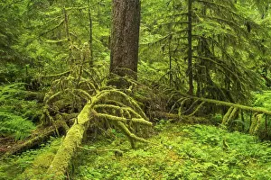 United States Nature Reserves Prints: Dense vegetation in the rainforest