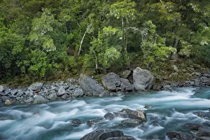 Temperate Rainforest Prints: Dense vegetation, temperate rainforest