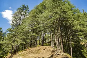 Deserted Indian Landscape Prints: Deodars cedar trees in Dandeshwar