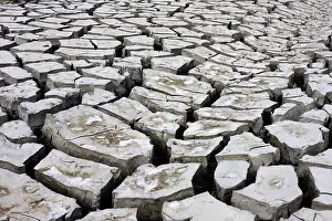 Cracked Earth Prints: Desert ground