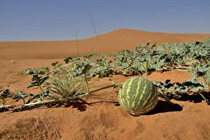 Travel Photography Desert Scenes Prints: Desert melon in front of a dune