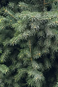 Dense Foliage Prints: Detailed image capturing the dense