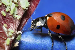 Prints of Detailed view of a ladybug perched on a leaf, surrounded by small aphids, showcasing nature's intricate beauty and vibrant colors Detailed view of a ladybug perched on a leaf Ladybug Prints: Ladybug Perched on Leaf Print