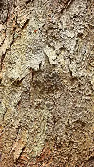 Thuringian Forest Nature Park Prints: Detailed view of structured tree bark with complex patterns and earth tones