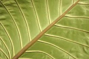 Close Up Leaf Prints: Details of the structure of a leaf