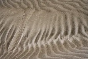 Dune Landscape Prints: Details and structures, Dune landscape