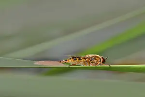 Flying Insect Photography Prints: Determination without confirmation