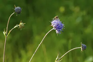 Dipsacaceae Family Prints: Devil's-bit, Devil's-bit scabious