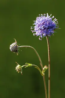 High Resolution Plant Images Prints: Devil's-bit, Devil's-bit scabious