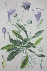Close Up Of Flowers Prints: Devil's-bit scabious (Succisa pratensis)