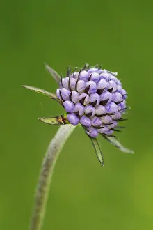Succisa Pratensis Prints: Devil's-bit scabious (Succisa pratensis)