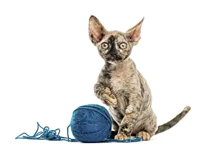 Purebred Cat Breed Prints: Devon rex cat playing with a wool ball isolated on white