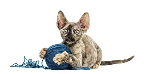 Devon Rex Cat Prints: Devon rex cat playing with a wool ball isolated on white