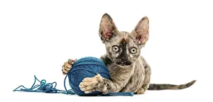 Devon Rex Cat Prints: Devon rex cat playing with a wool ball isolated on white