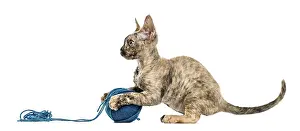Purebred Cat Breed Prints: Devon rex cat playing with a wool ball isolated on white