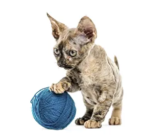 Devon Rex Cat Prints: Devon rex cat playing with a wool ball isolated on white
