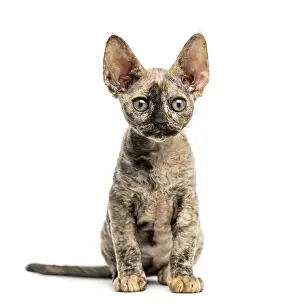 Purebred Cat Breed Prints: Devon rex cat sitting isolated on white