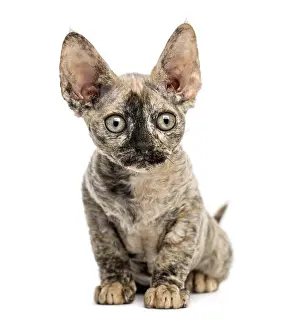 Devon Rex Cat Prints: Devon rex cat sitting isolated on white