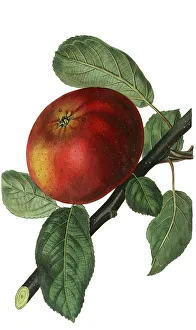 European Fruit Varieties Prints: The Devonshire Quarrenden is an apple of unknown origin