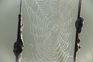 European Aquatic Plants Prints: Dew-covered spider web between cattails
