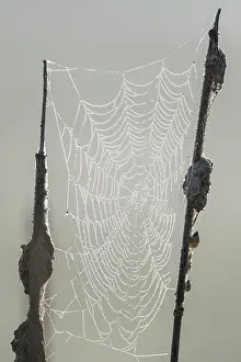 European Aquatic Plants Prints: Dew-covered spider web between cattails