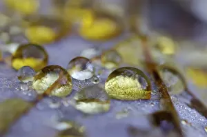 Daytime Nature Scene Prints: Dew drop in autumn on maple leaf