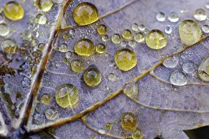 Macro Shot Of A Leaf Prints: Dew drop in autumn on maple leaf