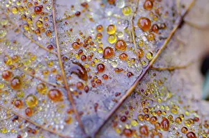 Maple Leaf Macro Prints: Dew drop in autumn on maple leaf