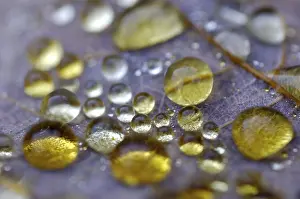 Maple Leaf Macro Prints: Dew drop in autumn on maple leaf