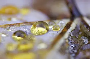 Autumnal Colored Leaves Prints: Dew drop in autumn on maple leaf