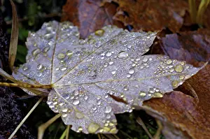Maple Tree Exterior View Prints: Dew drop in autumn on maple leaf