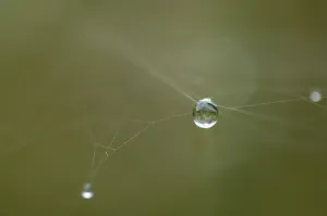 Macro Dew Drop Prints: Dew drop hanging in a spider net