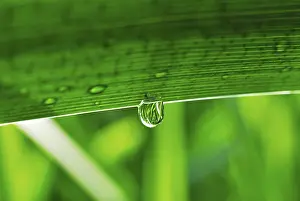 Leaf Detail View Prints: Dew drop on a leaf