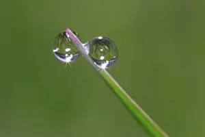 Close Up Dew Drops Prints: Dew drops