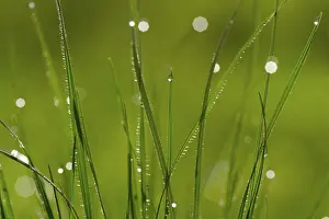 Nature Detail View Prints: Dew drops