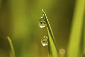 Raindrop Structure Prints: Dew drops