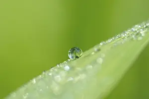 Green Meadow Scene Prints: Dew drops