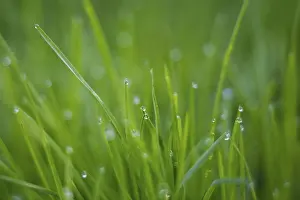 Dew Drops On Grass Prints: Dew drops on grass