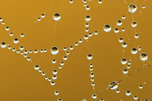 Spider Web Germany Prints: Dew drops in a spider's web