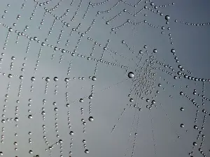 Prints of Dew Drops in spider's web Dew Drops in spider's web Dewdrop Spider Prints: Dew Drops in Spider's Web Print