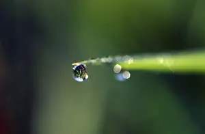 Dew Drops On Leaves Prints: Dewdrop at blade of grass
