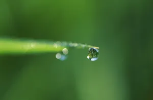 Germany Waterfront Scene Prints: Dewdrop at blade of grass