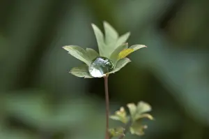 Close Up Leaf Prints: Dewdrops on a leaf