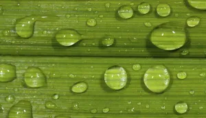 Raindrop Close View Prints: Dewdrops on leaf