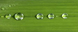 Large Emerald Green Leaves Prints: Dewdrops on leaf