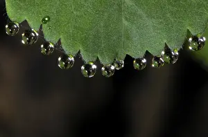 Dew Drops On Leaves Prints: Dewdrops on leaf