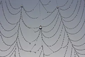 Nature Macro Photography Prints: Dewdrops on a spider web, macro